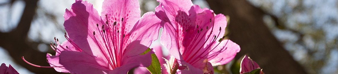 A pink flower.
